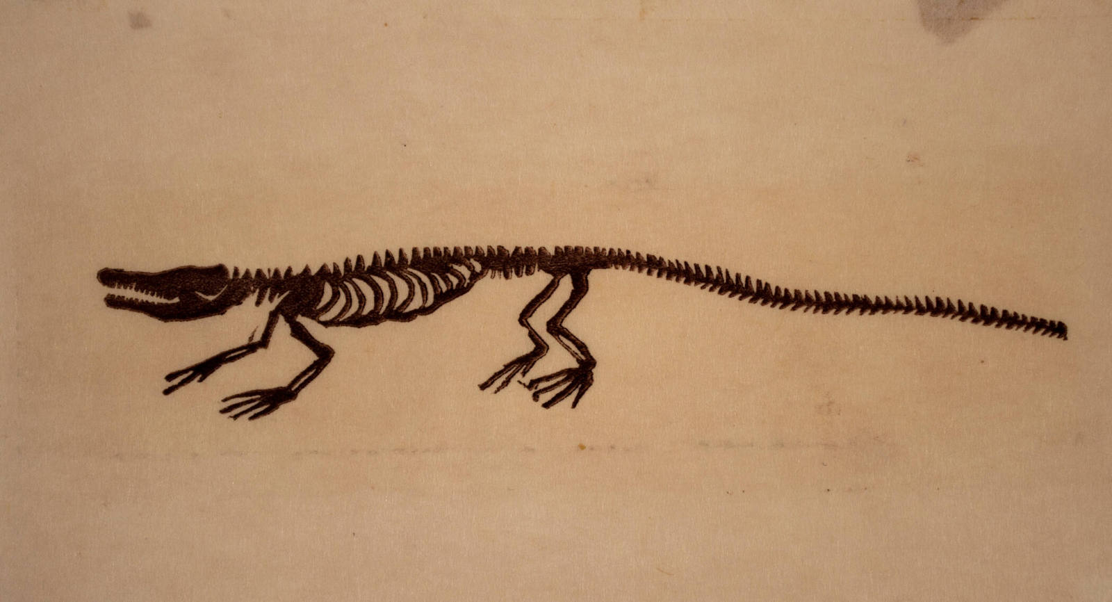 Alligator Skeleton