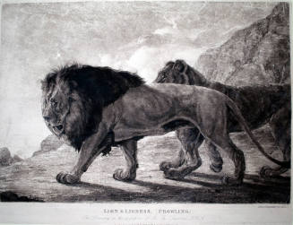 Lion and Lioness (Prowling)