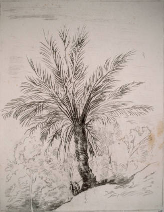 Study of a Palm Tree