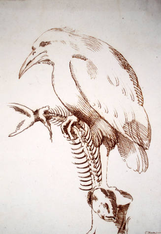 A Bird on a Stump (after Giovanni da Udine)