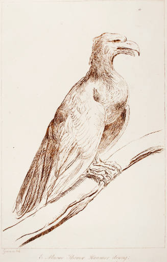 Eagle on a Branch (after Guercino)