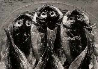 Three Fish, Yugawara, Japan 1974