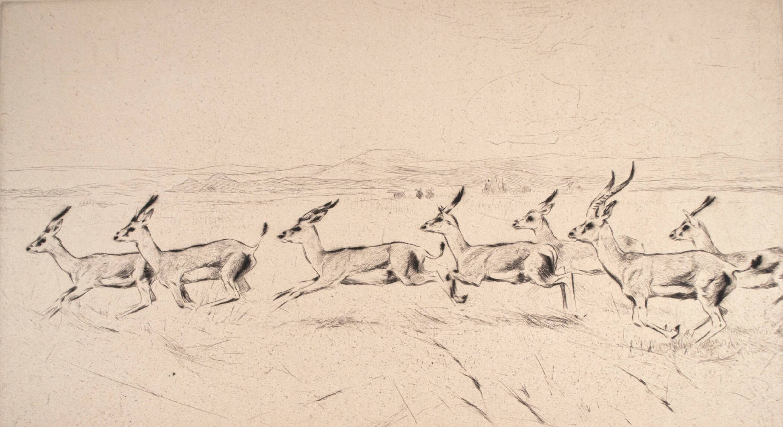Antelopes (Grantsgazelleu)