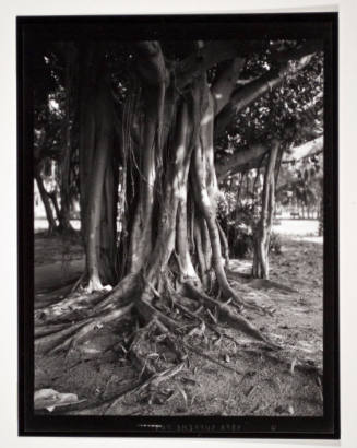Untitled (Banyan trees)