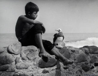 Boy and Seagull
