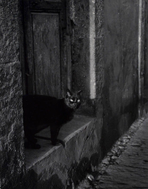 Untitled (Cat in Doorway)