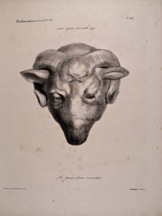 The Sheepskin / A Hidden Warrior (La peau d'un mouton / Un querrier cache sous)