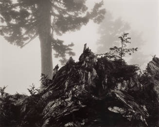 Tree, Stump and Mist, Northern Cascades, Washington