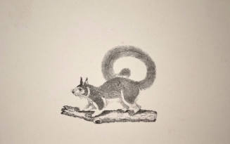 Squirrel on a Branch