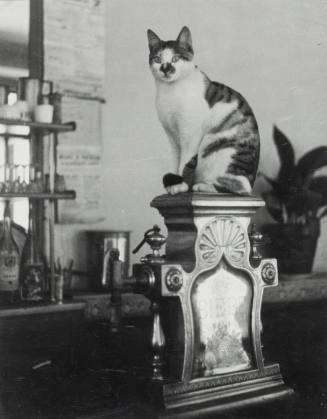 Untitled (Cat on a beer tap pedestal)