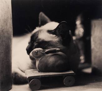 Untitled (cat with toy rabbit)