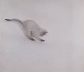 Untitled (soft focus cat playing)