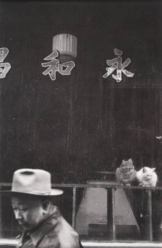 New York City [Chinese characters on store window and cats]