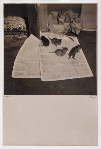 Untitled  (Four Kittens on Newspaper, Paris)