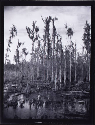 A Cypress Swamp