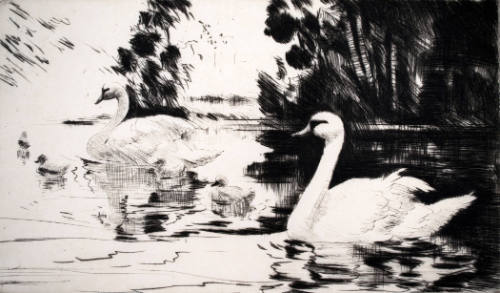 Swans