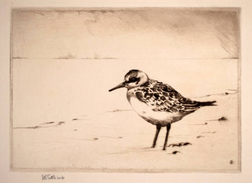 Sanderling