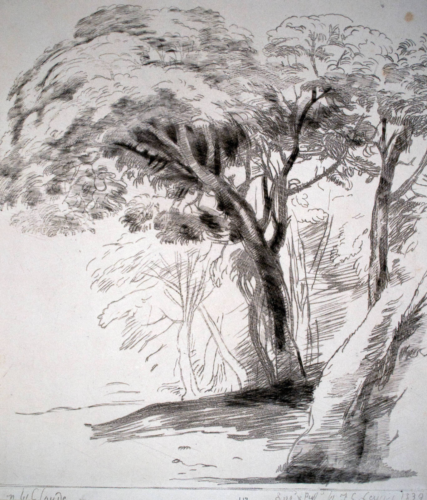 A Study of Trees