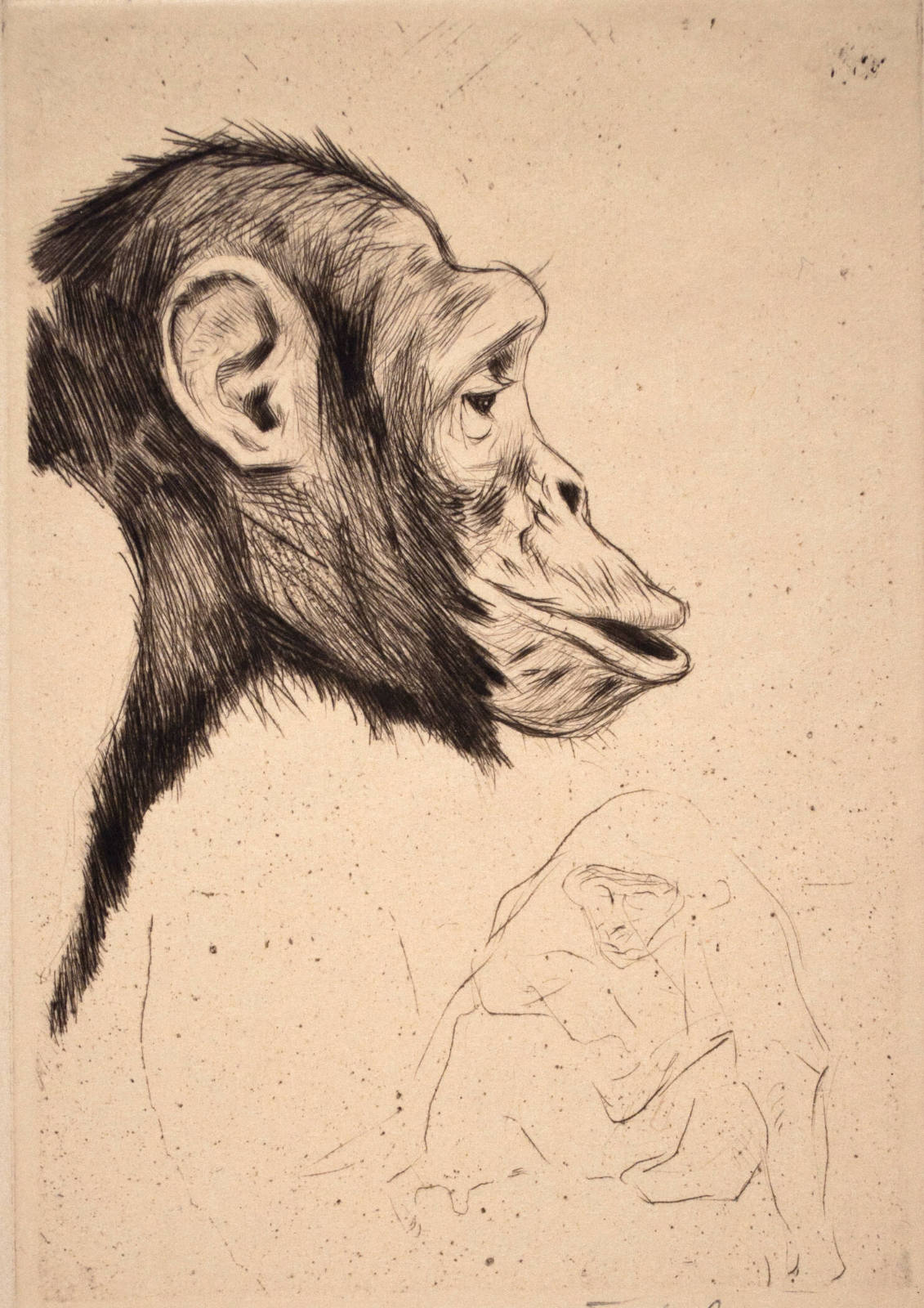 Chimp