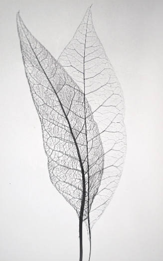 Untitled (Double Leaf)