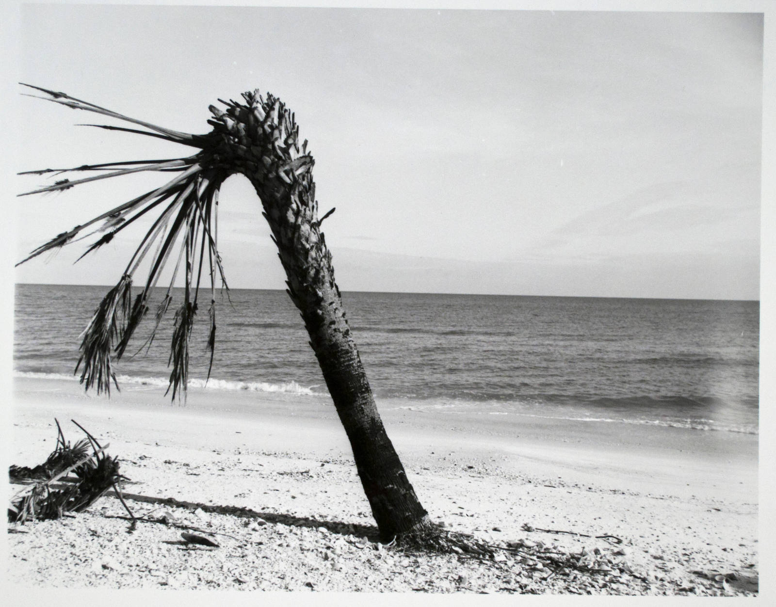 The Gulf of Mexico