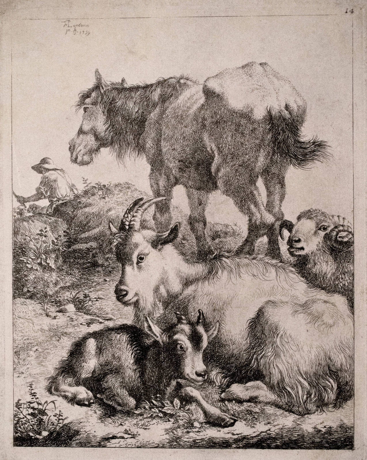 Goat, Ram, Kid and Pony