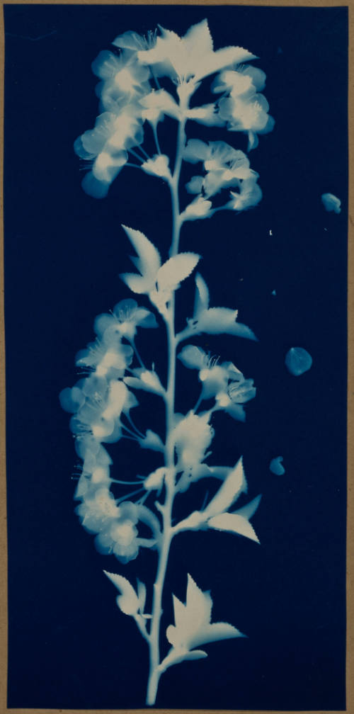 Cyanotype print showing the white silhouette of a cherry tree branch against a rich blue background.