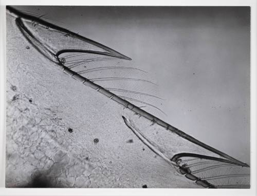 Black and white photograph showing a microscopic view of a shrimp.