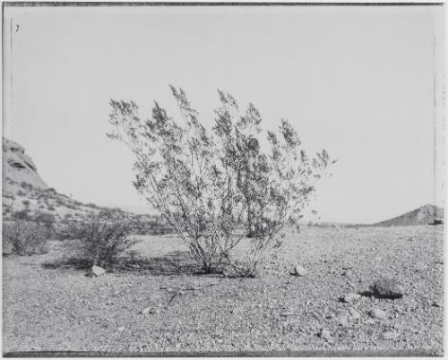 Man Behind Creosote Bush, Phoenix, Arizona