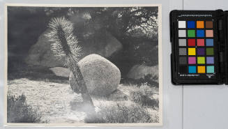 Joshua tree in front of stone, National Monument, Colorado