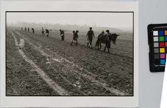 Planting seed, South Shanxi, China