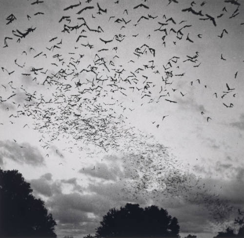 Bats from a cave near New Braunfells, Texas